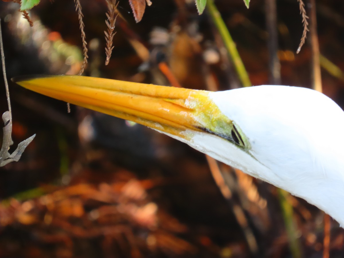 Great Egret - ML646453986