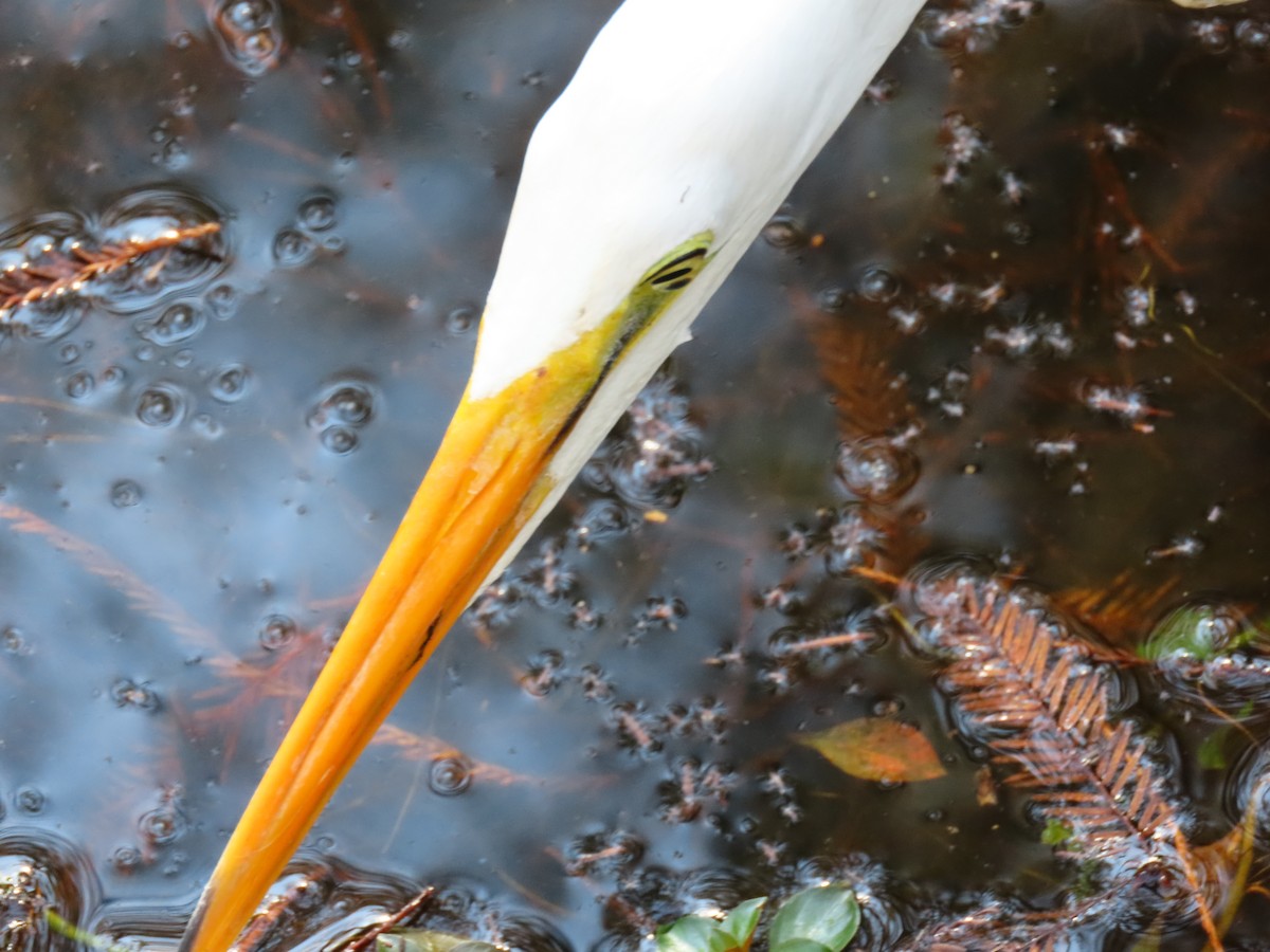 Great Egret - ML646453987