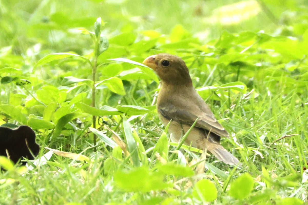 Gray Seedeater - ML646453990