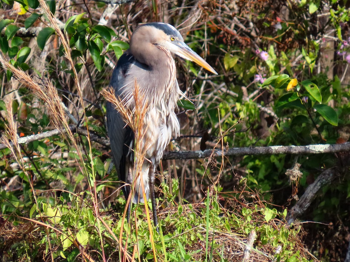Great Blue Heron - ML646453993