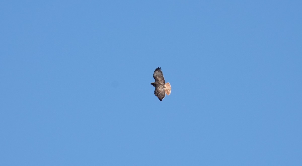 Red-tailed Hawk - ML646453995