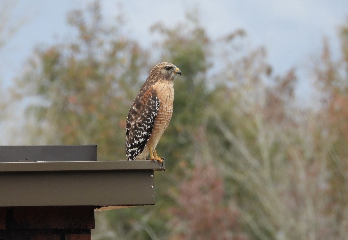 Red-shouldered Hawk - ML646453996