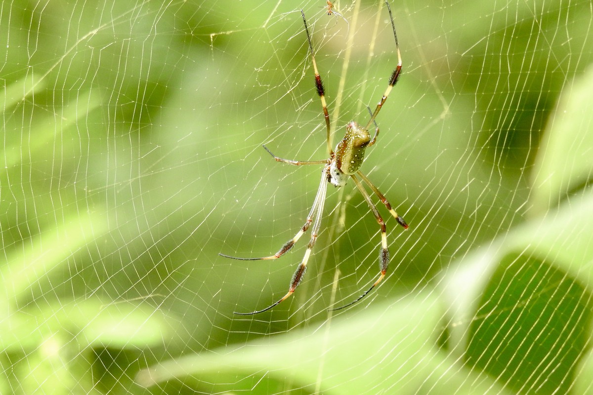 Insetti - ML646453997