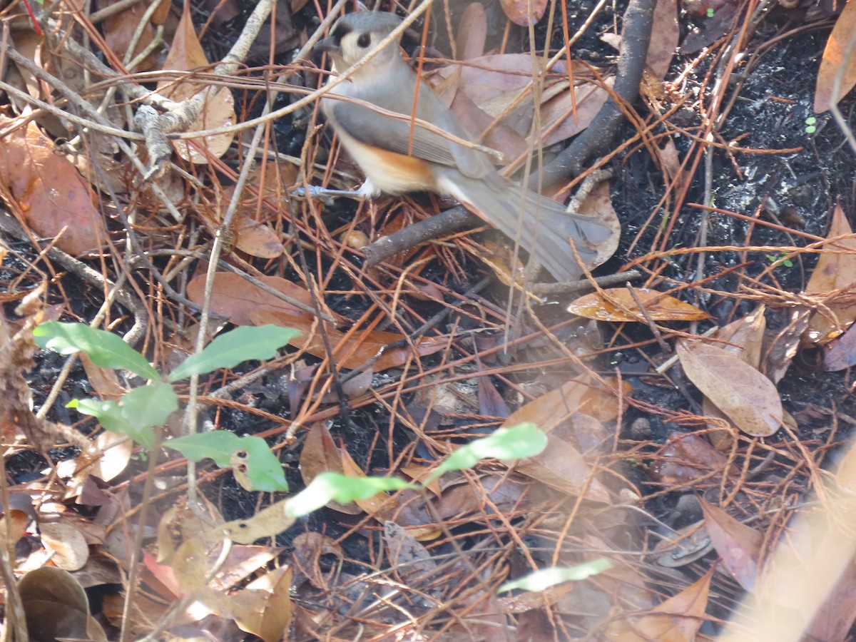 Tufted Titmouse - ML646453998