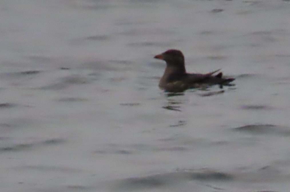 Rhinoceros Auklet - ML646454000