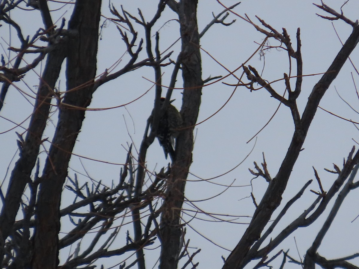 Yellow-bellied Sapsucker - ML646454001