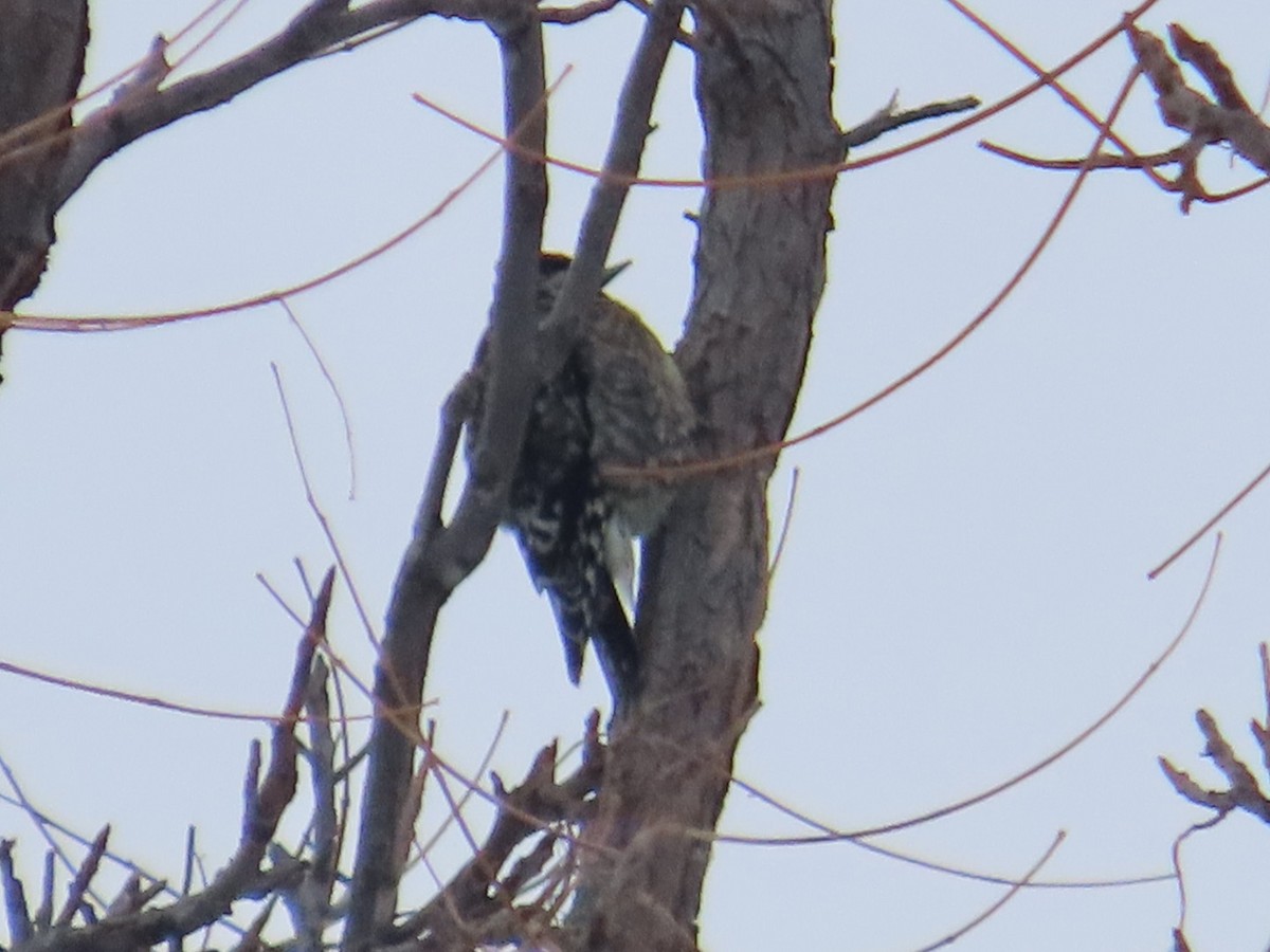 Yellow-bellied Sapsucker - ML646454002
