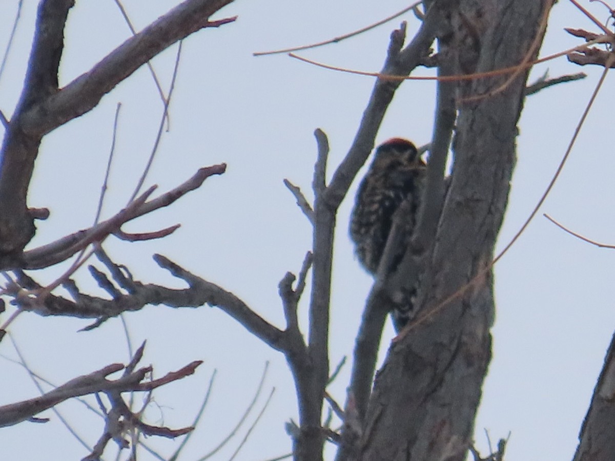 Yellow-bellied Sapsucker - ML646454003