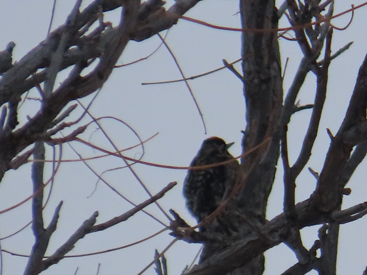 Yellow-bellied Sapsucker - ML646454004