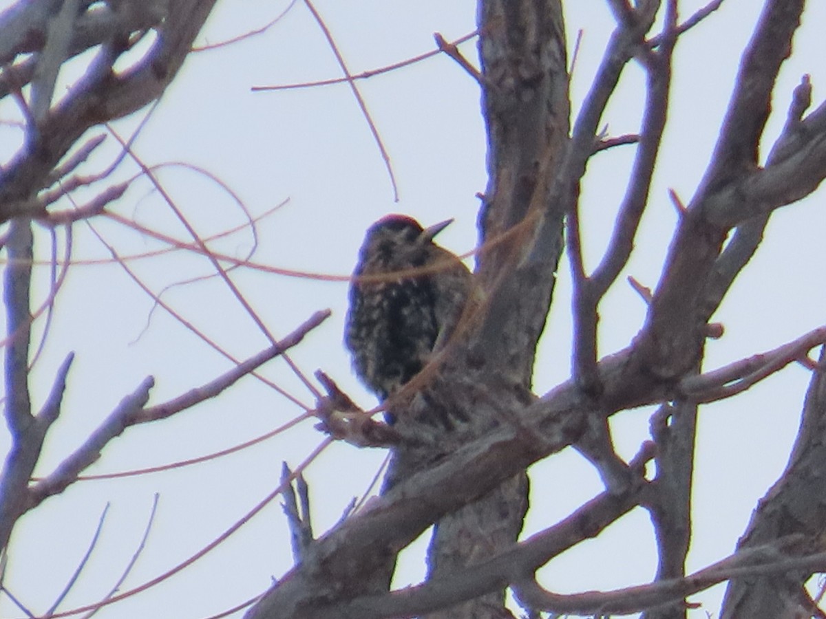 Yellow-bellied Sapsucker - ML646454005