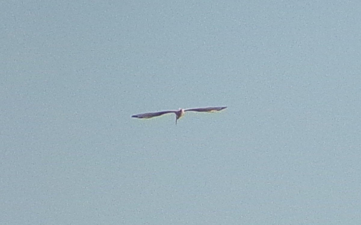 Ibis zuria - ML646454009