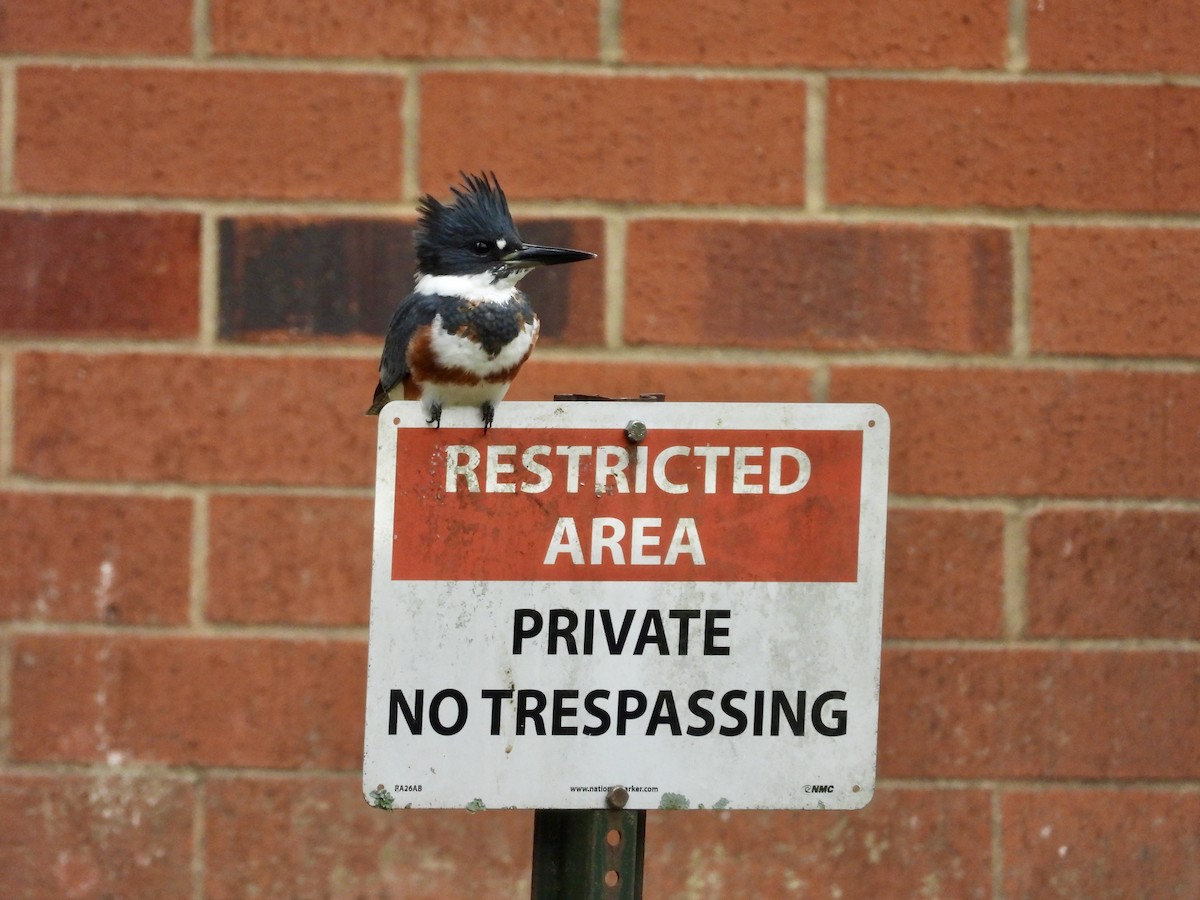 Belted Kingfisher - ML646454010