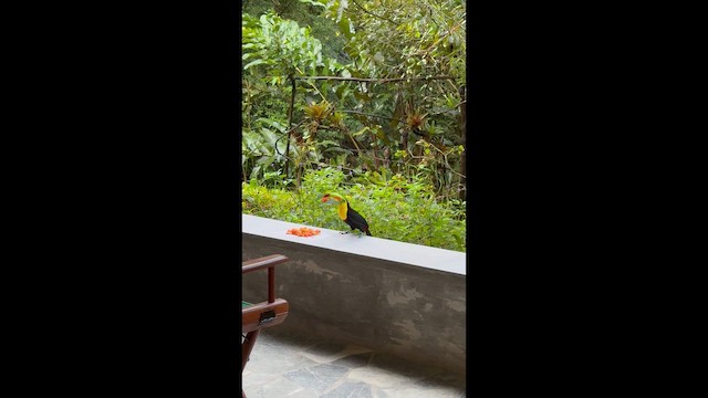 tukan středoamerický - ML646454012