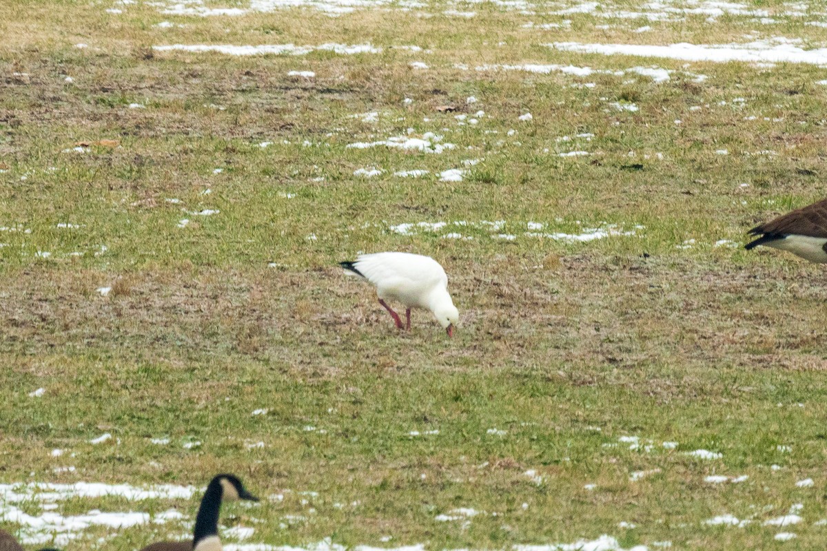 Ross's Goose - ML646454013