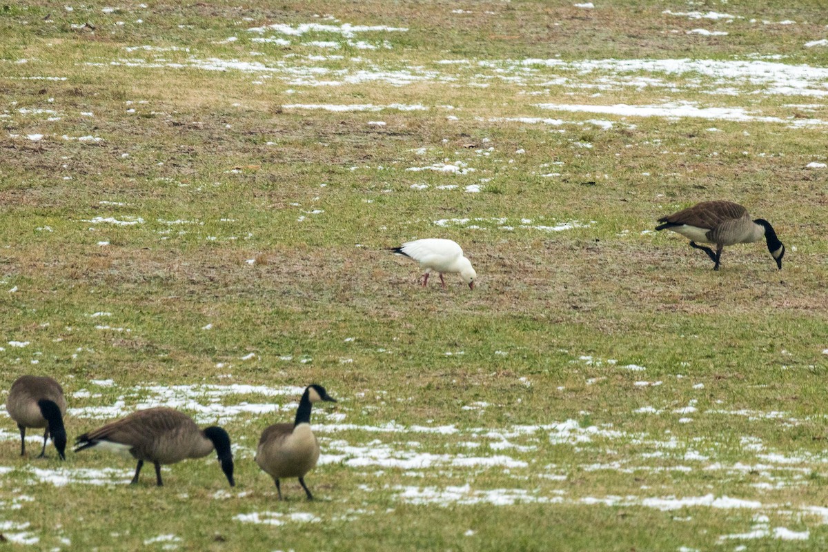 Ross's Goose - ML646454014