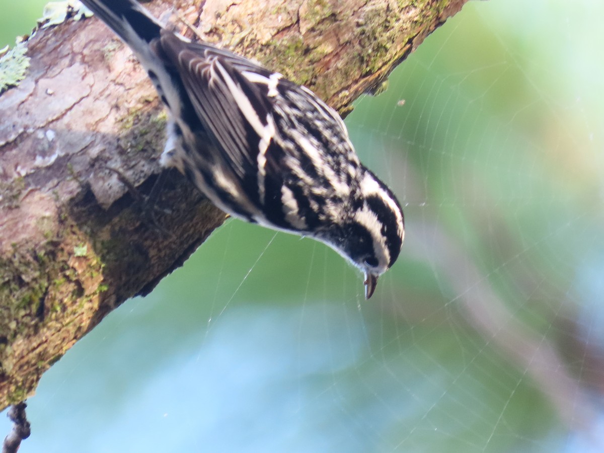 Black-and-white Warbler - ML646454016