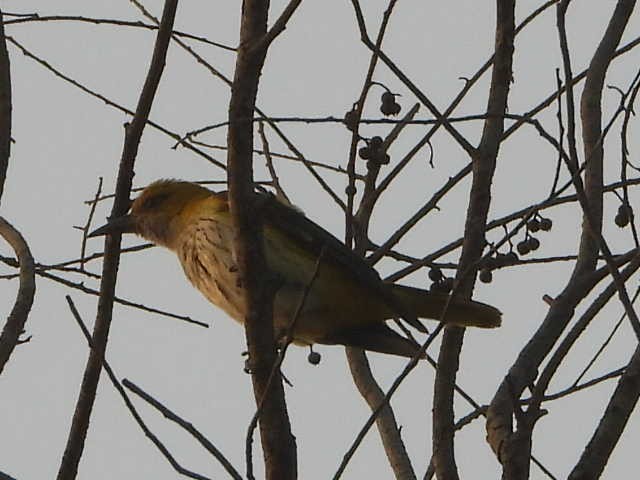 Indian Golden Oriole - ML646454017