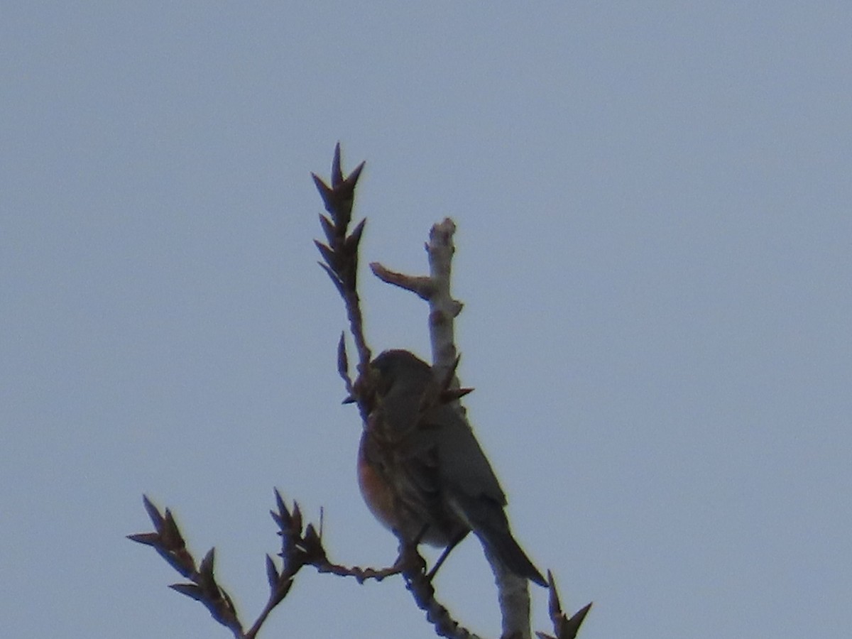 American Robin - ML646454018