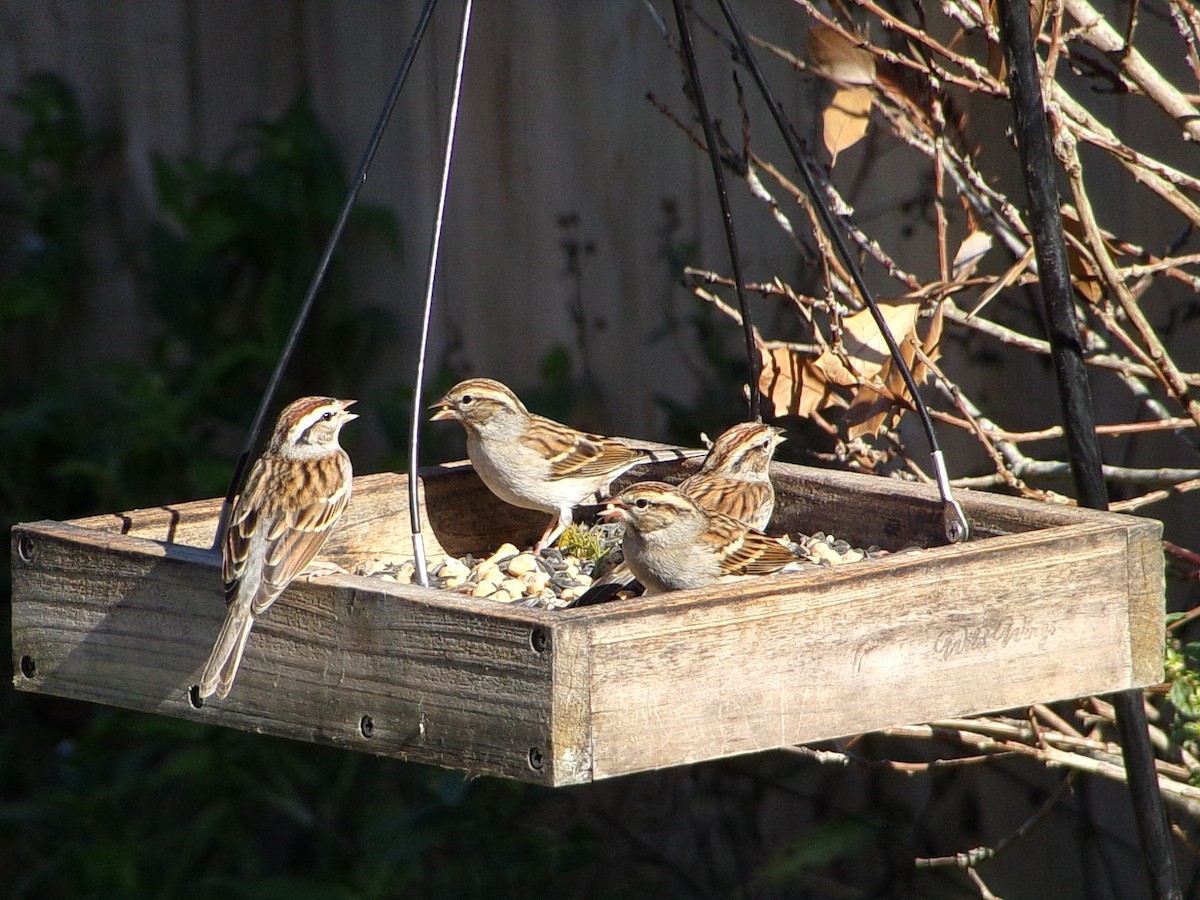 Chipping Sparrow - ML646454020