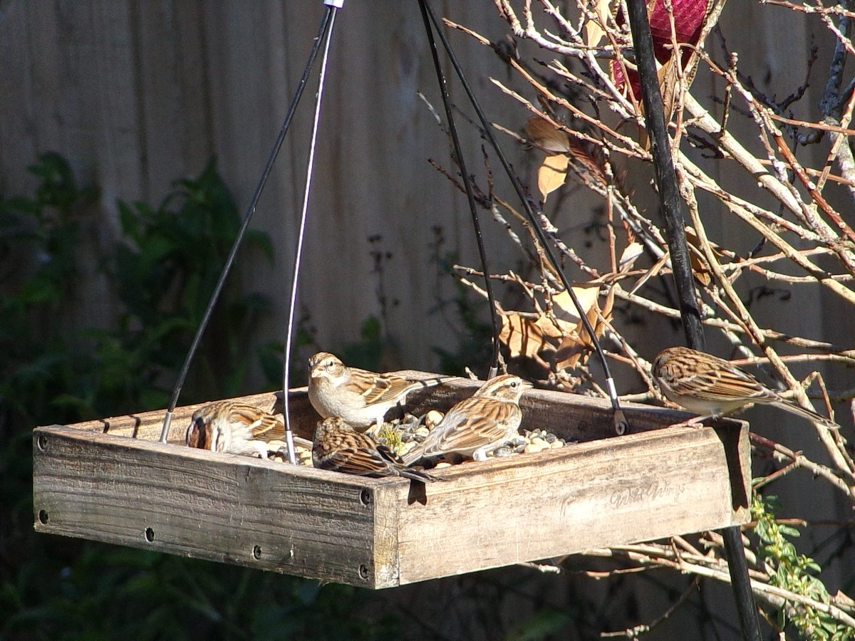 Chipping Sparrow - ML646454021