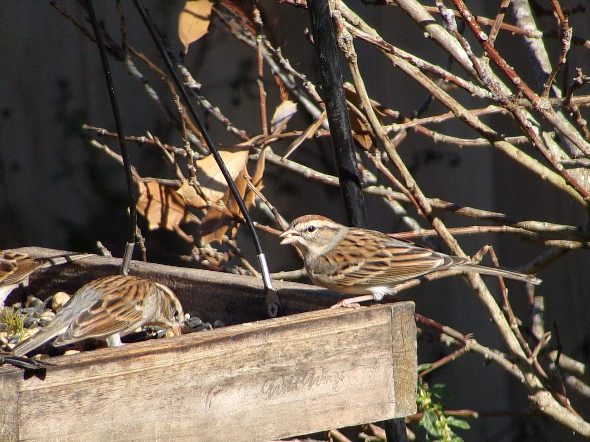 Chipping Sparrow - ML646454022