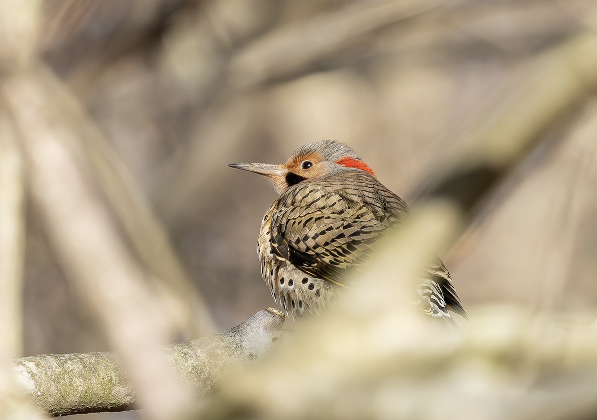 Northern Flicker - ML646454023