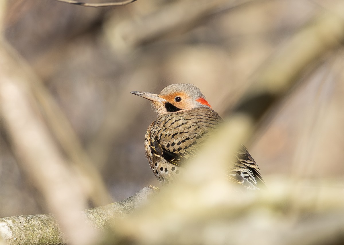 Northern Flicker - ML646454024