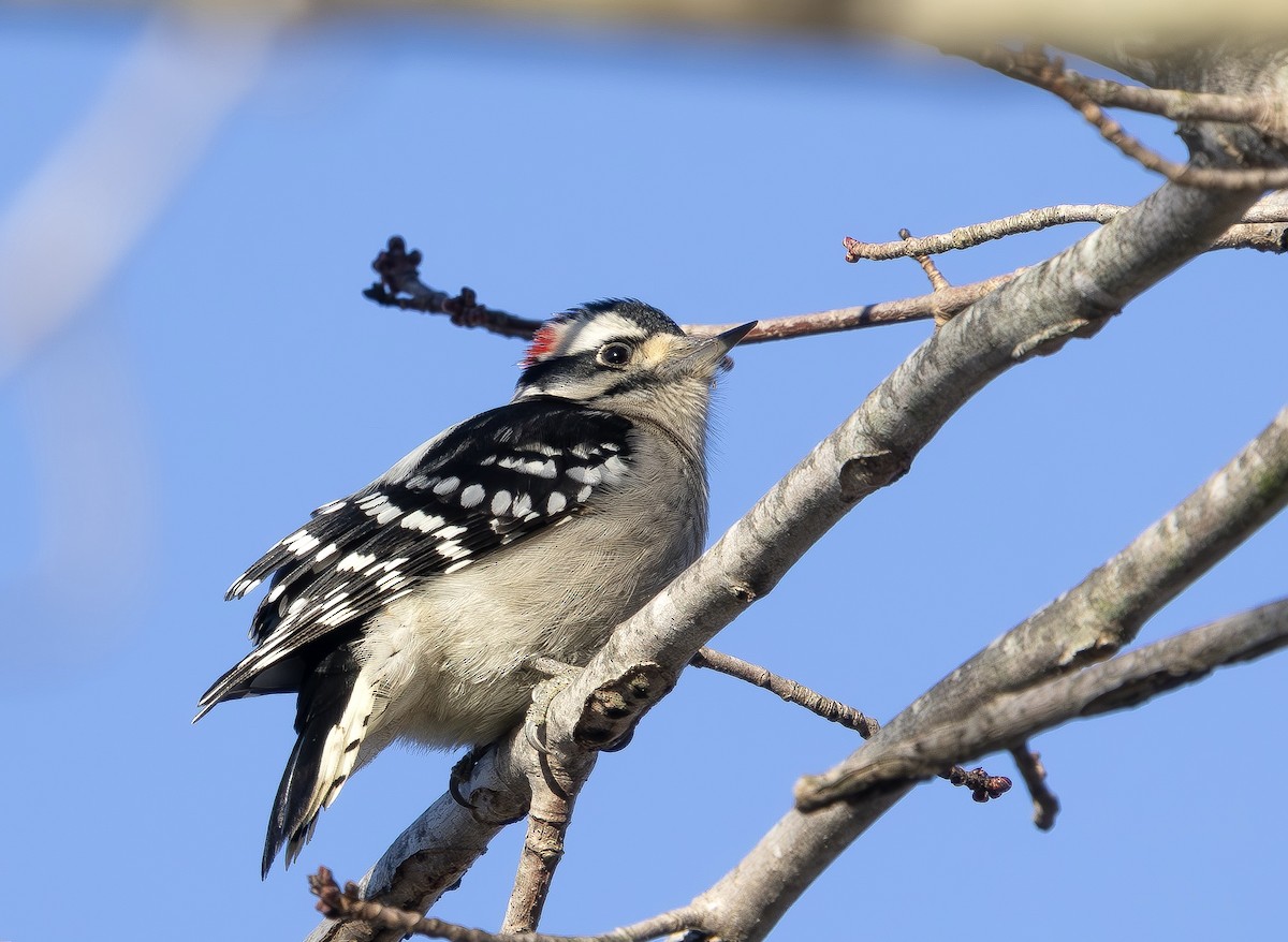 Downy Woodpecker - ML646454028