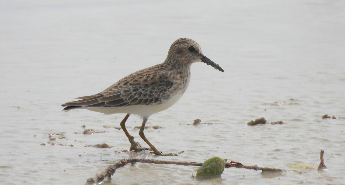 Least Sandpiper - ML646454029