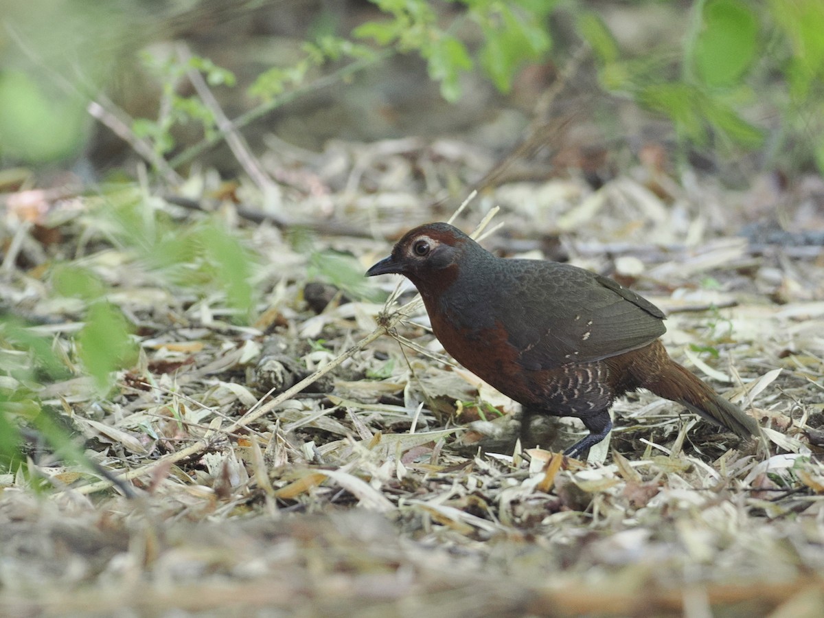 Chestnut-throated Huet-huet - ML646454030