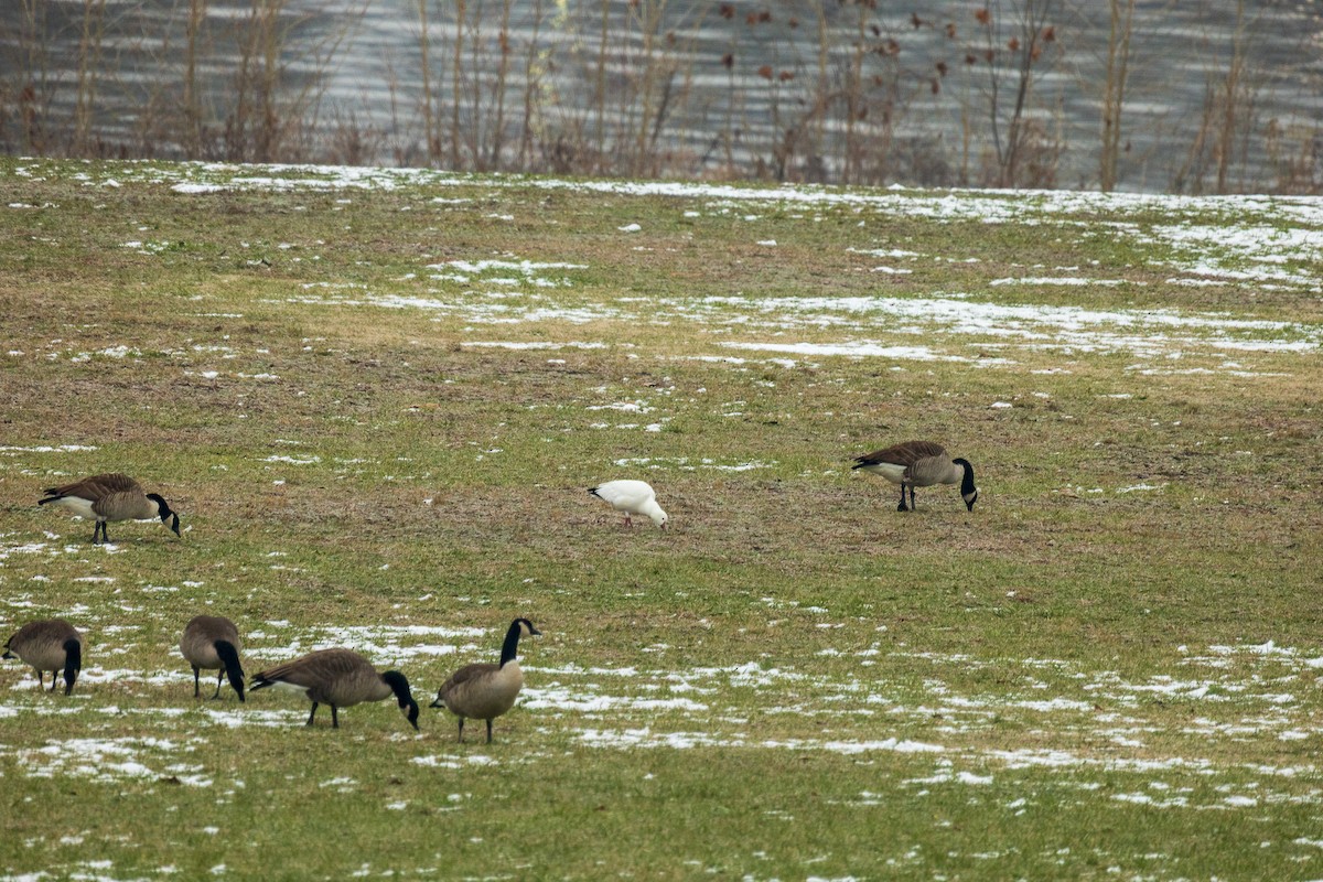 Ross's Goose - ML646454031