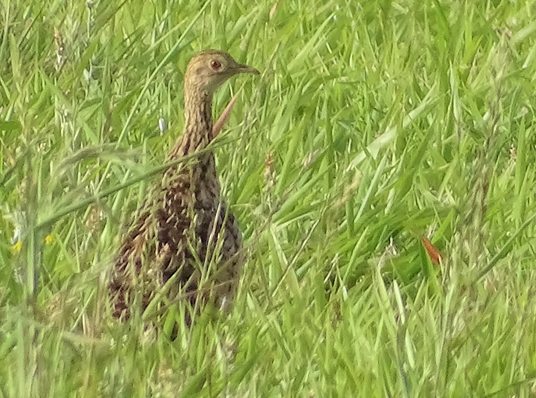 Greater Rhea - ML646454033