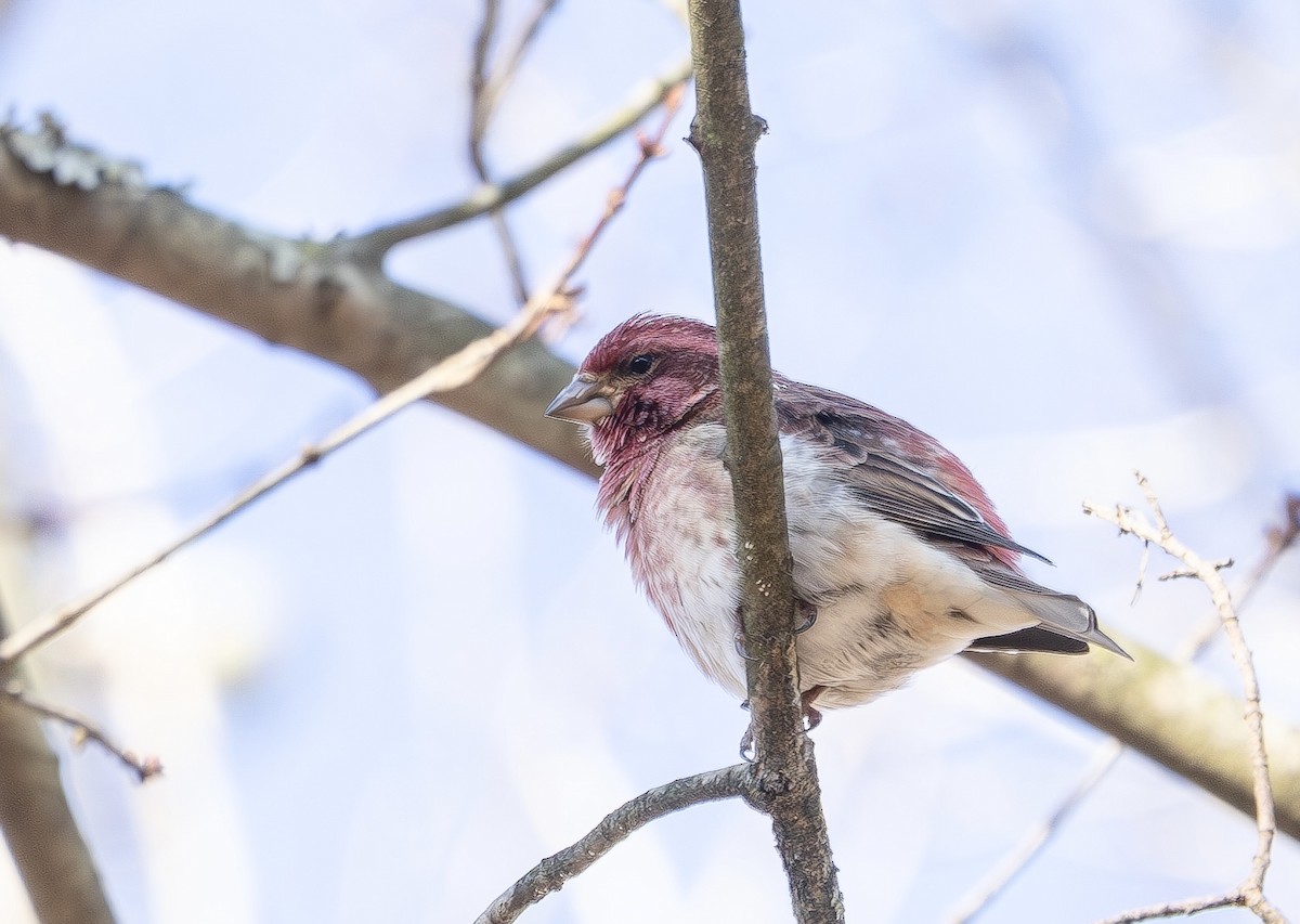 Purple Finch - ML646454034