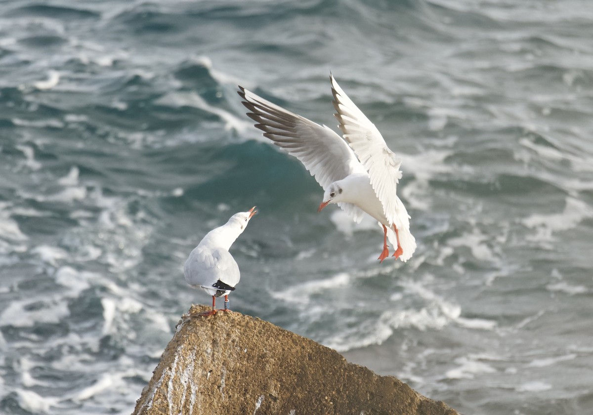 Black-headed Gull - ML646454035