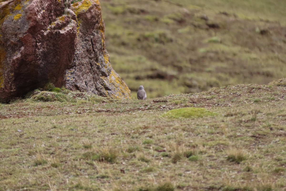 Dark-winged Miner - ML646454036