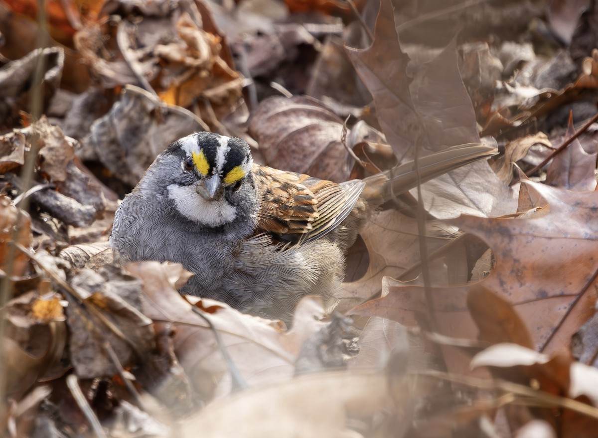 White-throated Sparrow - ML646454040