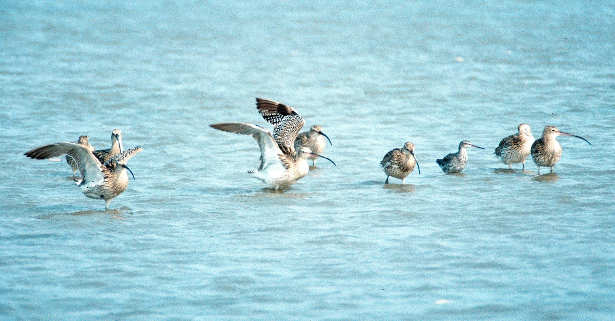 Eurasian Curlew - ML646454044