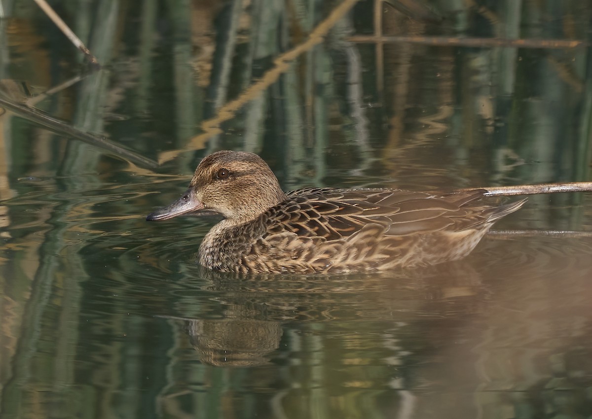 Green-winged Teal - ML646454045