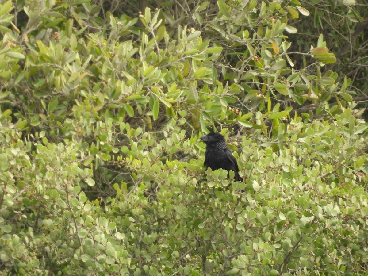 Groove-billed Ani - ML646454046