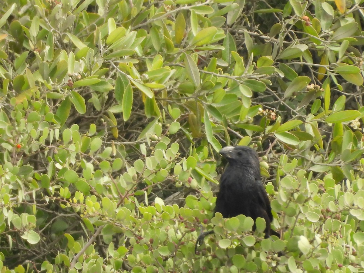 Groove-billed Ani - ML646454047