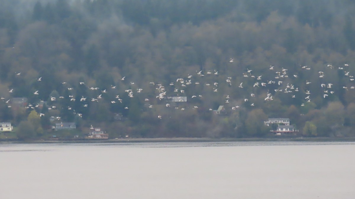 Bonaparte's Gull - ML646454048