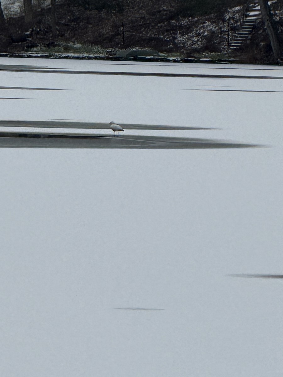 Snow Goose - ML646454049