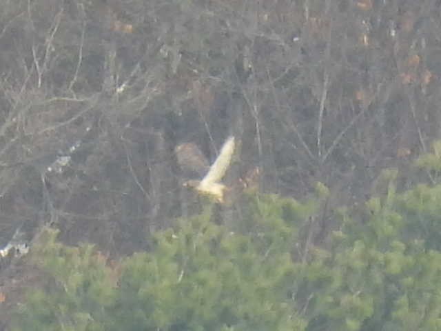 Red-tailed Hawk - ML646454050