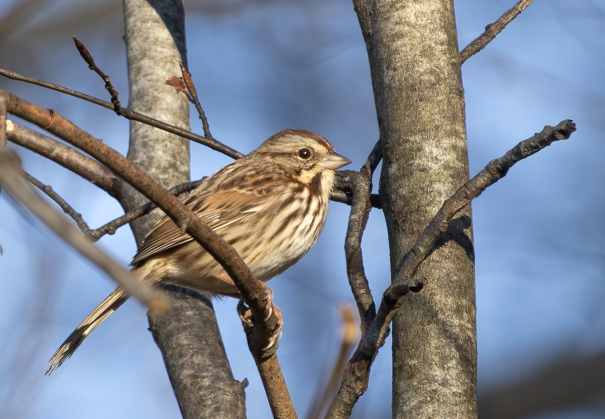Song Sparrow - ML646454051