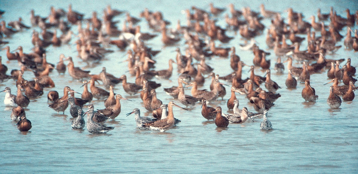 לימוזה מצויה - ML646454053
