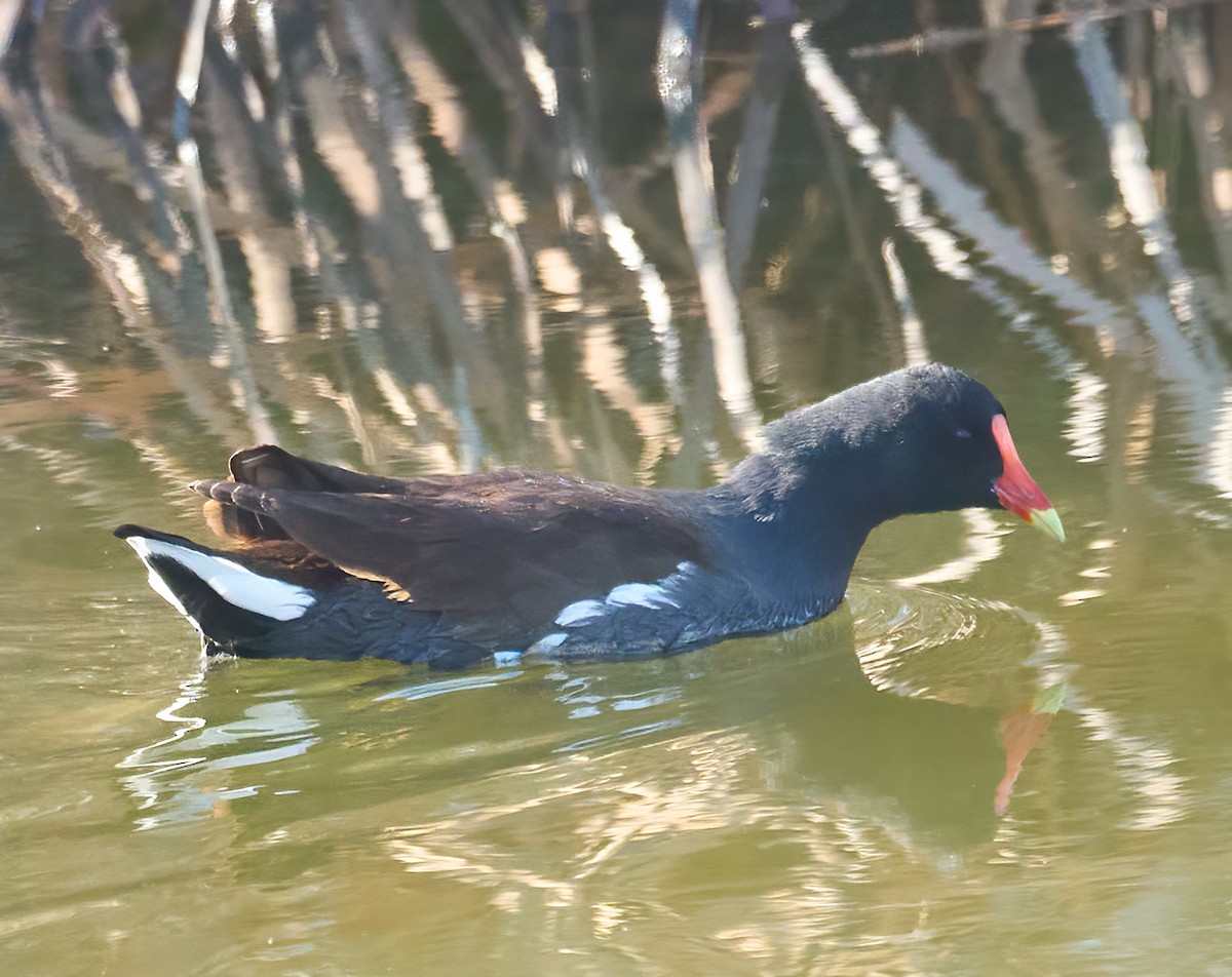 Common Gallinule - ML646454054
