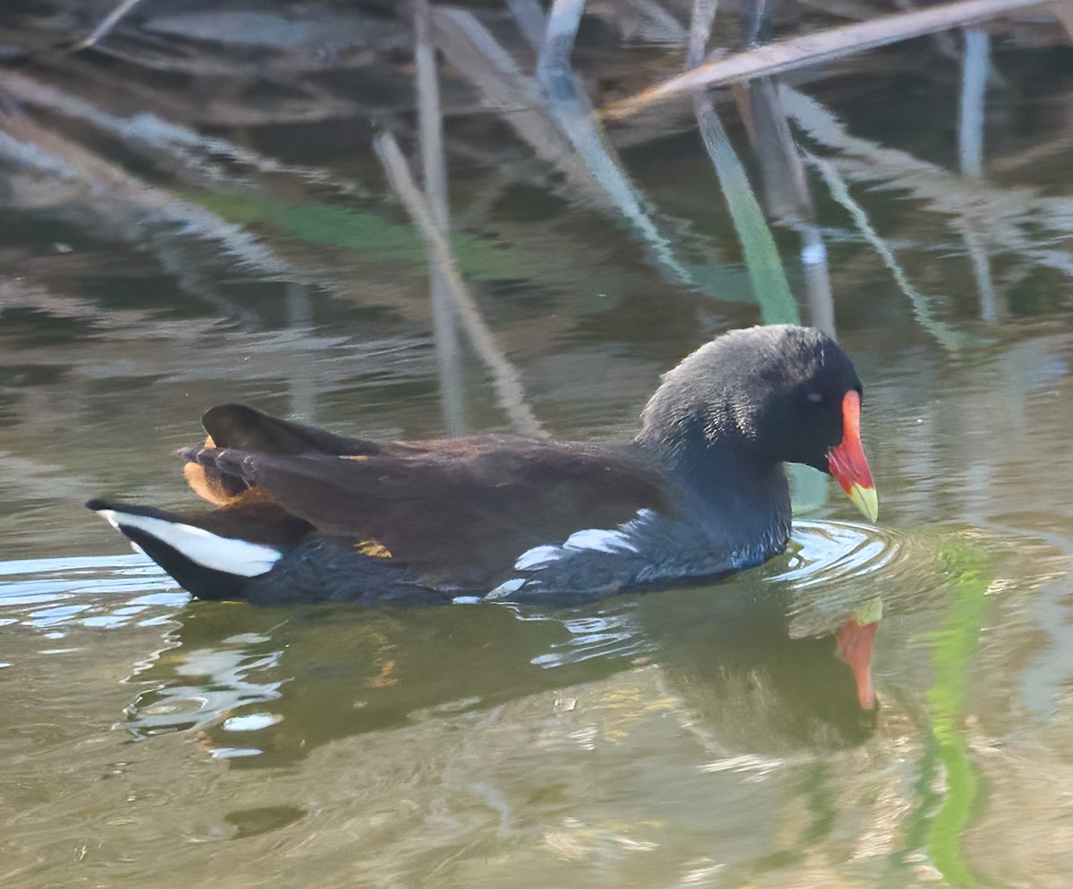 Common Gallinule - ML646454055