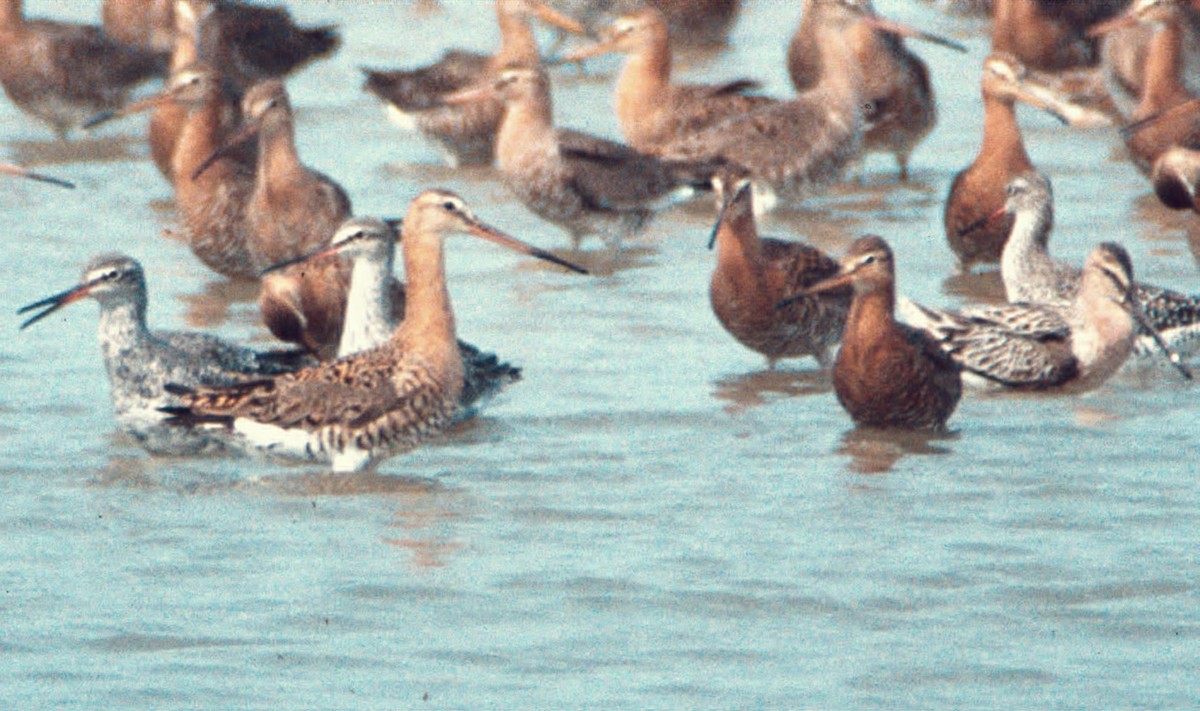 Black-tailed Godwit - ML646454056