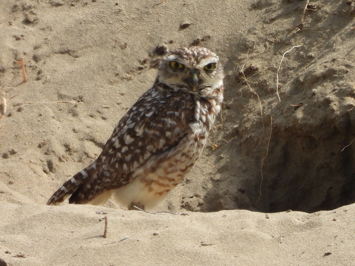 Burrowing Owl - ML646454057