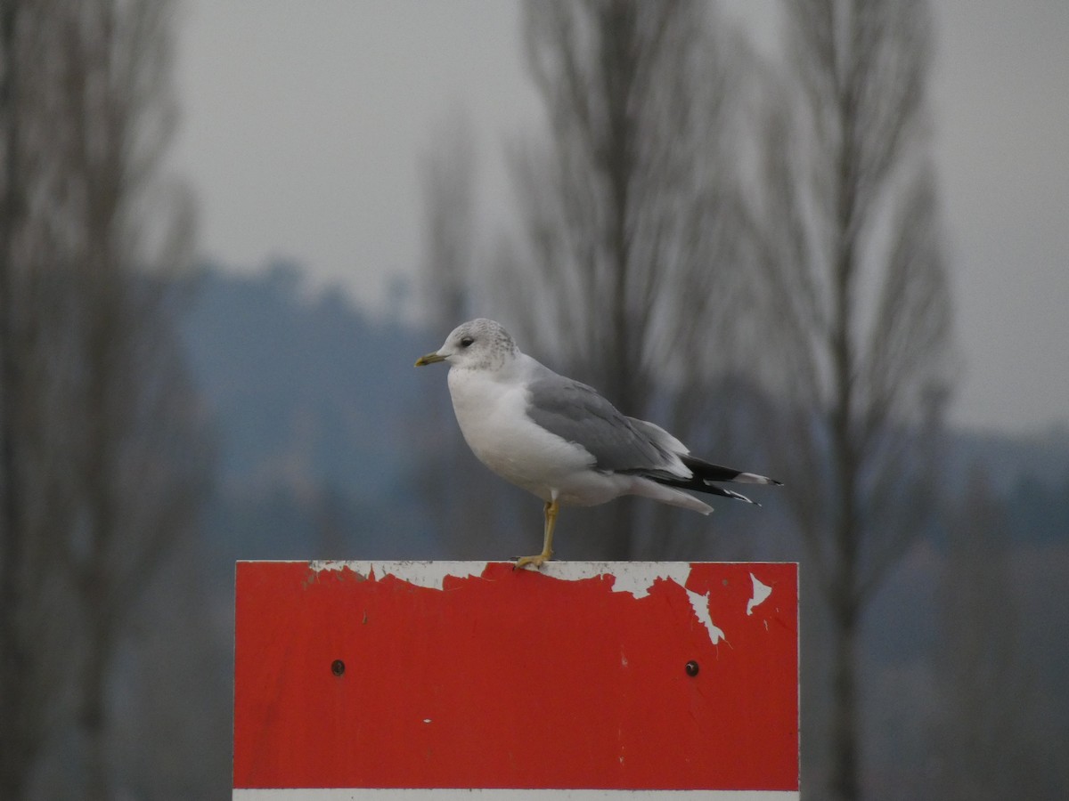 Common Gull - ML646454058